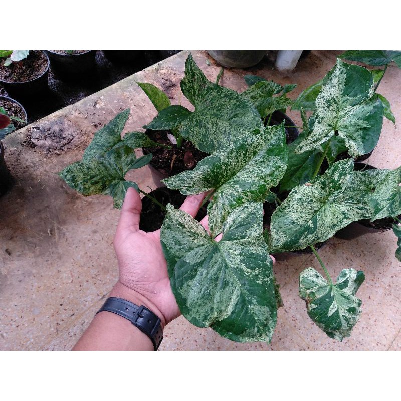 Tanaman Hias - Syngonium Mojito - Mojito mottled