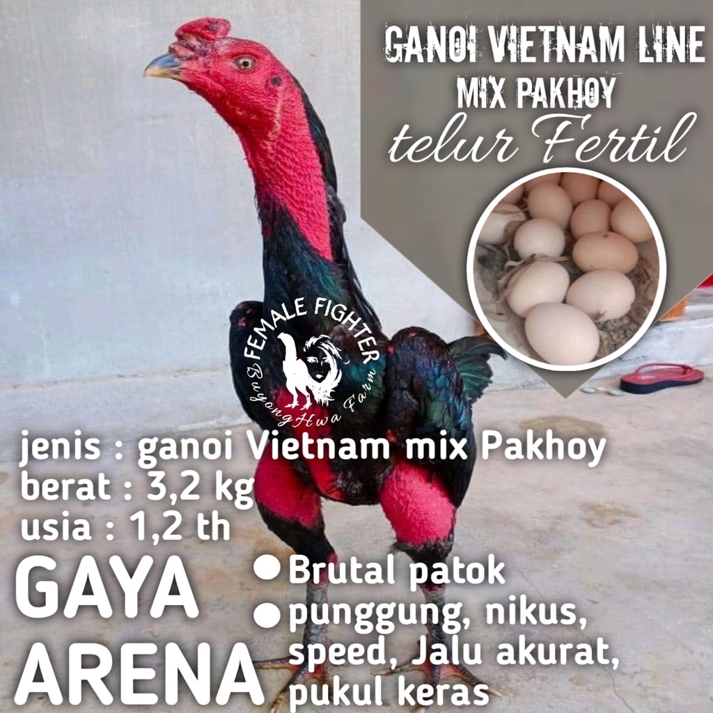 ayam bangkok asli ganoi line vietnam mix pakhoy aduan