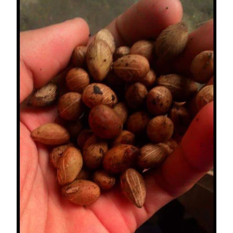 produc 1 kg Benih Biji Pohon Palem Kuning sabang