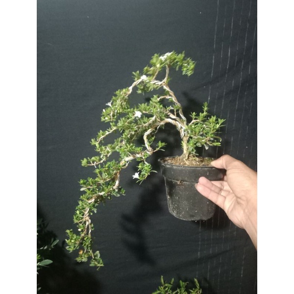 bonsai jadi mirten varigata..hingkip