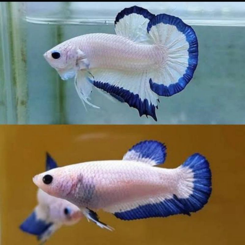 1 PASANG BLUE RIM ORI THAILAND CLEAN BODY Gratis 1 ikan basgelan