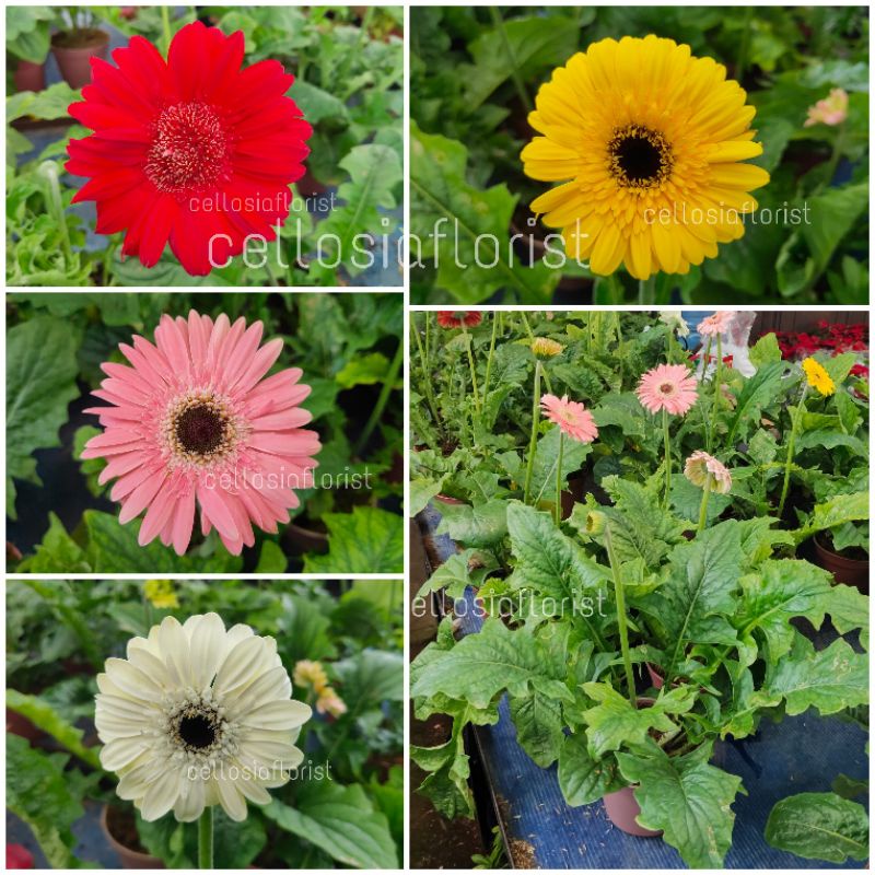 Tanaman Hias Bunga Garberas / Herbras / Elbra (Berbunga)