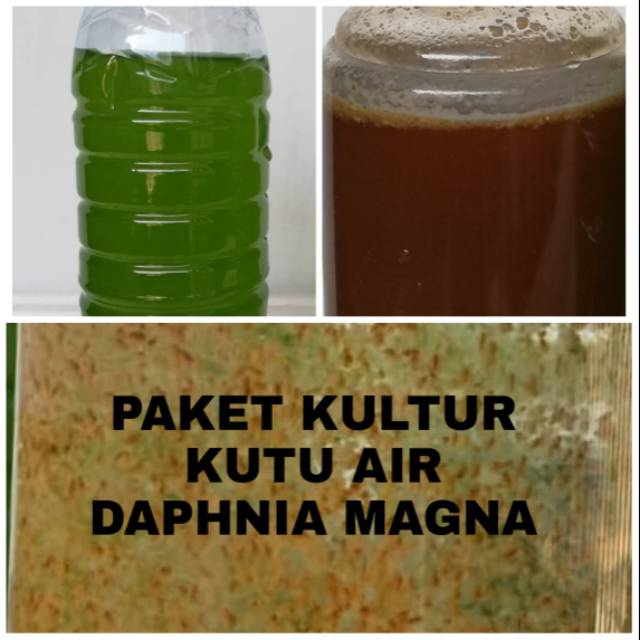 Daphnia Magna Kultur Shopee Indonesia