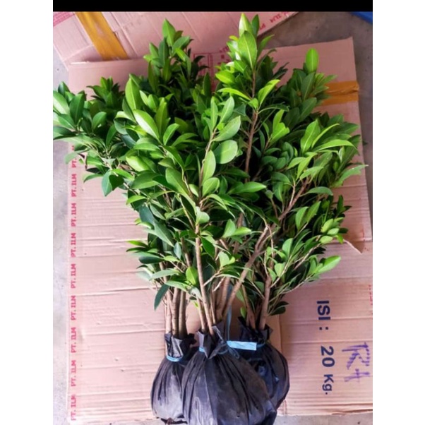 (BISA COD)BIBIT BONSAI  FICUS BERINGIN ELEGAN