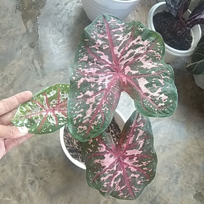 caladium caroline worton