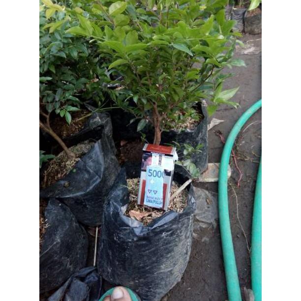 G3P BIBIT TANAMAN BUAH ANGGUR BRAZIL ANGGUR POHON