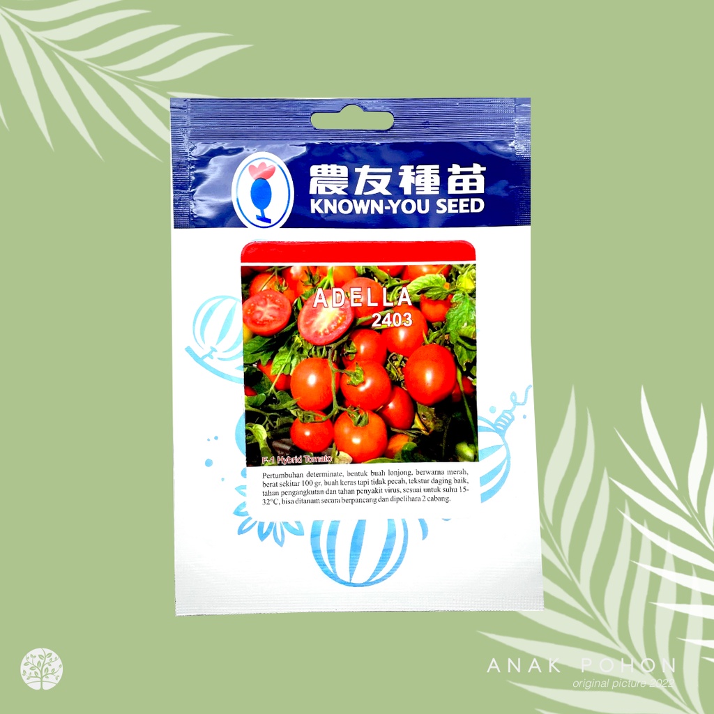 (1 PACK) Benih Tomat Adella 2403 F1 Hybrid Tomato Tipe Determinate Seeds - Known You Seed KYS - 1 GRAM