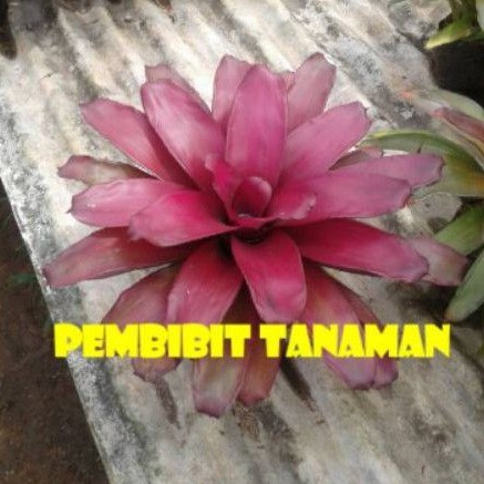 tanaman hias bromelia merah - pohon bromelia merah - tanaman hias taman - nanas nanasan