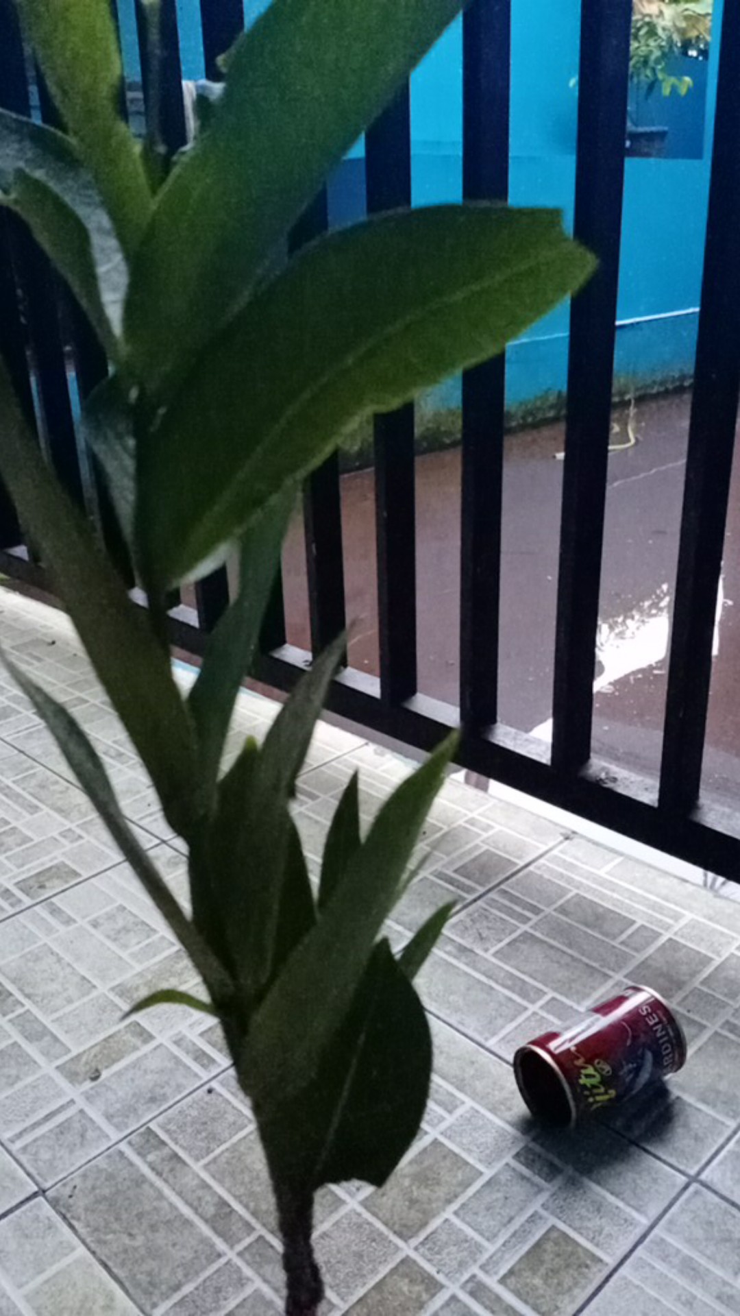 Bibit Jambu Air Cincalo