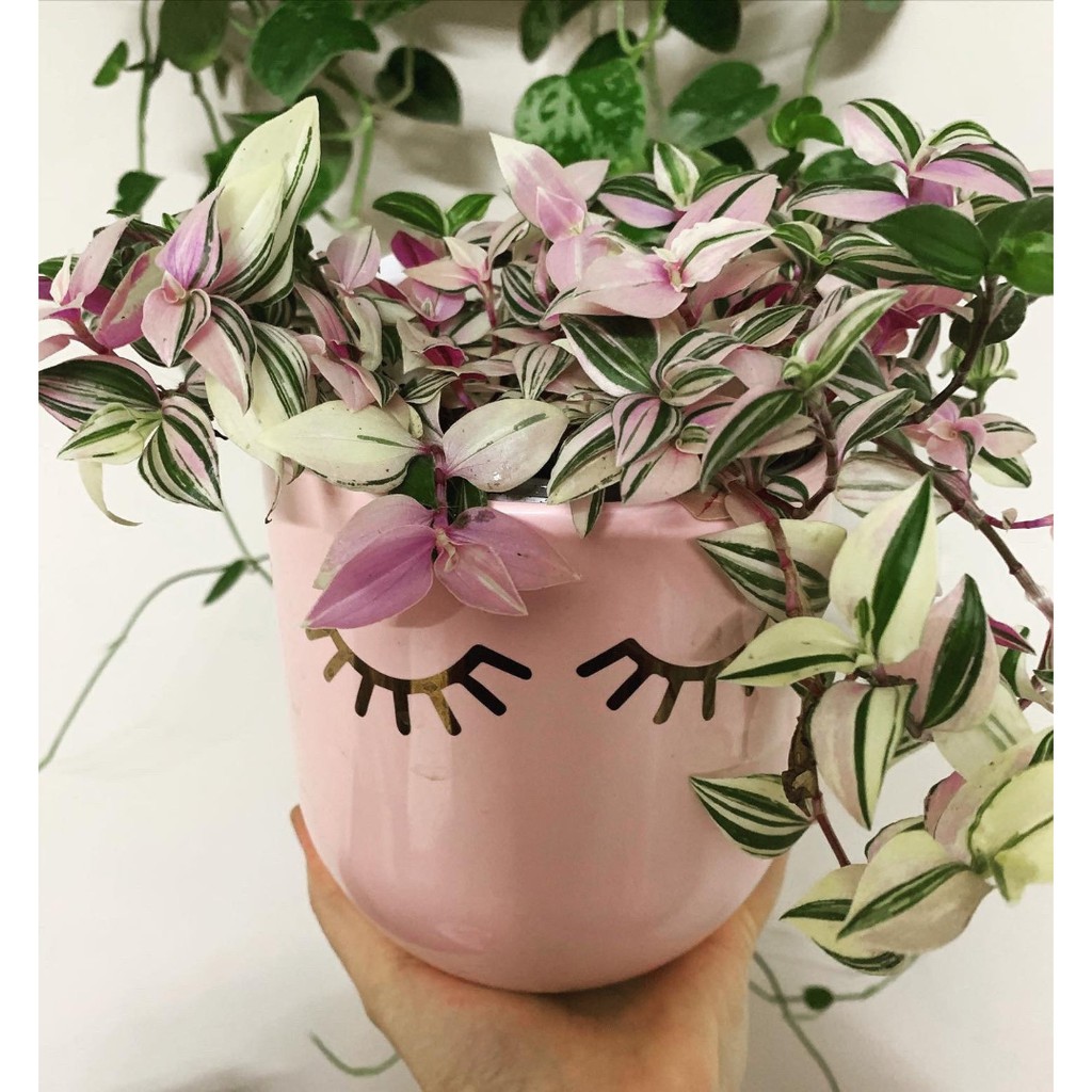 tanaman hias tradescantia fluminensis tricolor