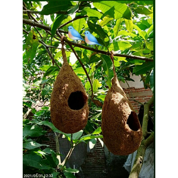 SARANG BURUNG LOVEBIRD GLODOK PARKIT TEMPAT BERTELUR BURUNG LOVEBIRD BURUNG MANYAR DARI SABUT KELAPA
