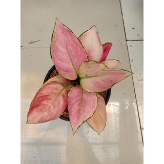  PINK  ANJAMANI  ANAKAN Tanaman Hias Aglaonema  Aglonema 