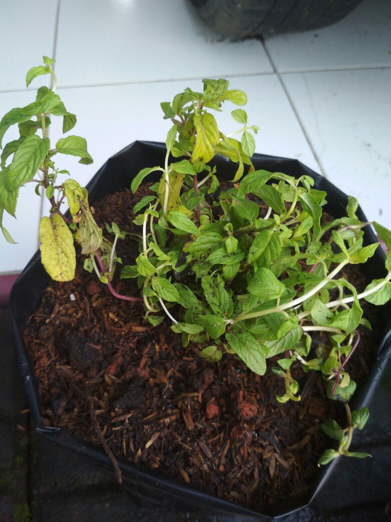 Mentha Spicata - Spearmint - Tanaman Spearmint