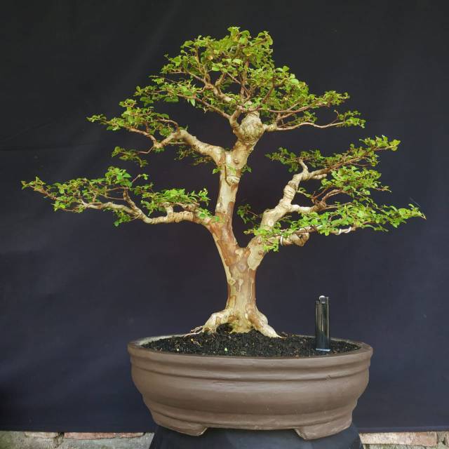 Bonsai Sakura Bunga Putih Kelas Kontes Shopee Indonesia