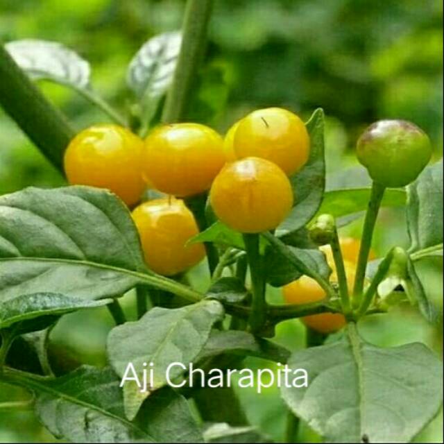 Benih-biji-bibit cabai hias cabai unik cabai AJI CARAPITA