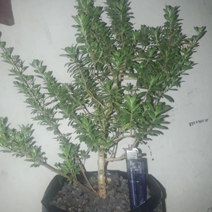 Bibit Tanaman Santigi Mawar ,Bahan Bonsai