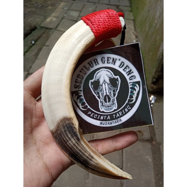 TARING BABI JUMBO 15CM