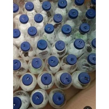 Kumbang tanduk X Gideon