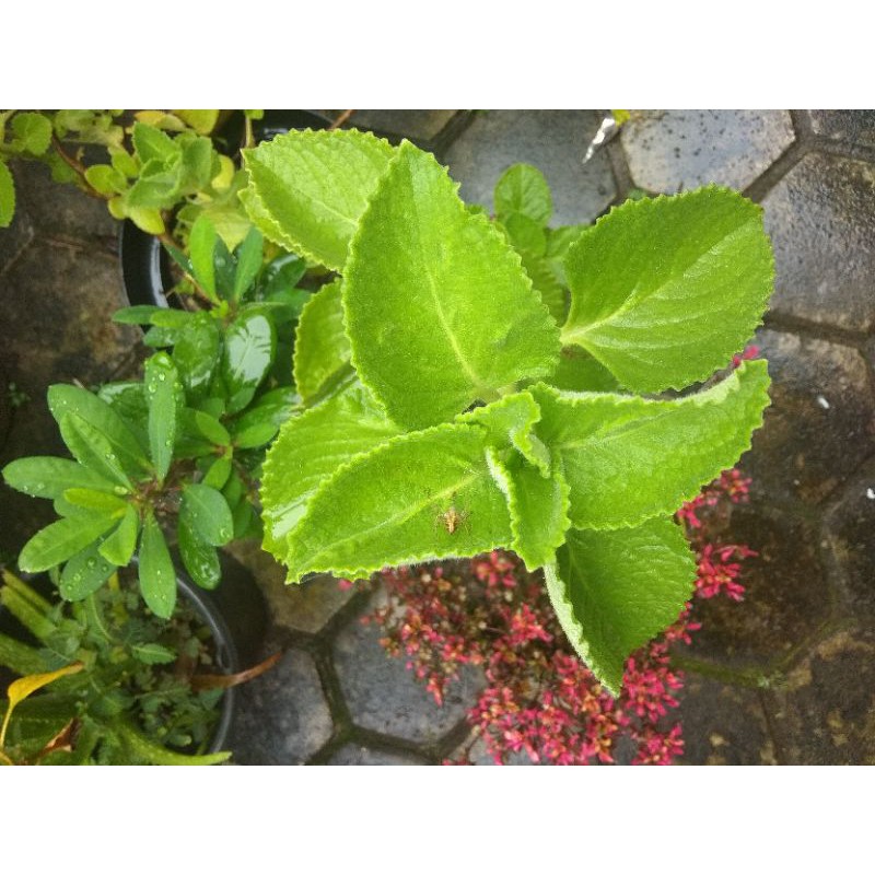 

Daun bangun-bangun Segar / Daun Jinten segar. 100 gram