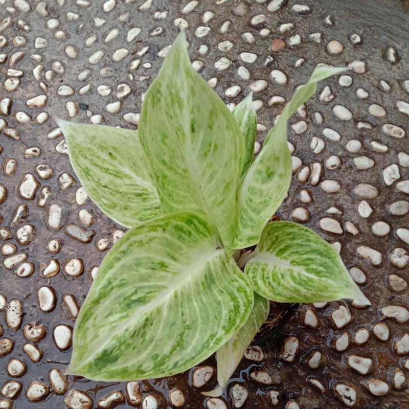 aglonema Silver Queen BESAR