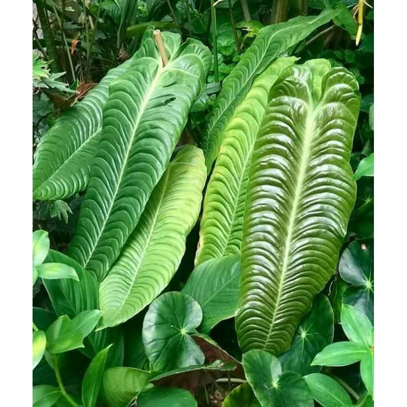 baby anthurium vietchii ori
