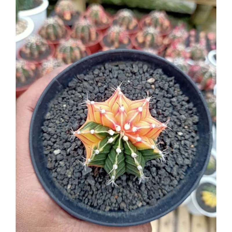 Miha Hybrid Varigata