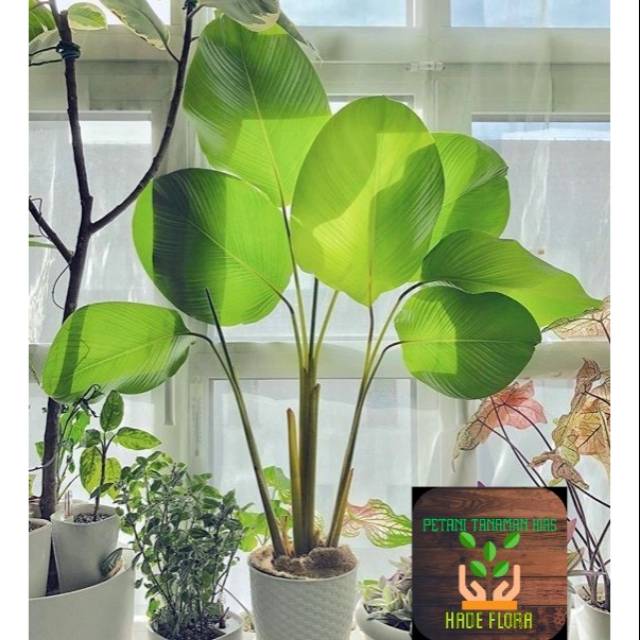 Jual Tanaman Hias Calathea Lutea Cm Meter Indonesia Shopee Indonesia