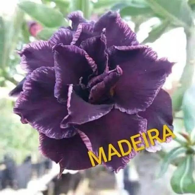 Bibit Bunga Adenium Kamboja Madeira - Bibit Bunga Adenium