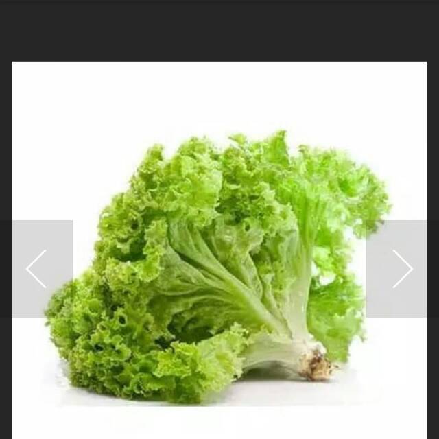 

Selada fresh per 100 gr , 250 gr dan 1kg