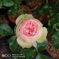 MAWAR IMPORT  CHARMING PIANO