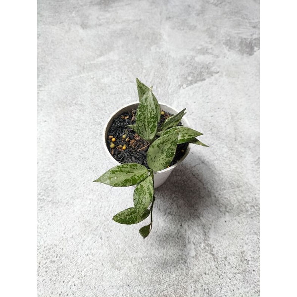 Hoya Lacunosa silver