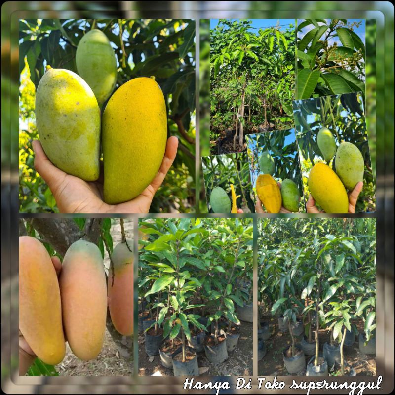 Bibit Tanaman Mangga Ukuran Satu Meter Gratis Pupuk Dan Panduan Perawatan