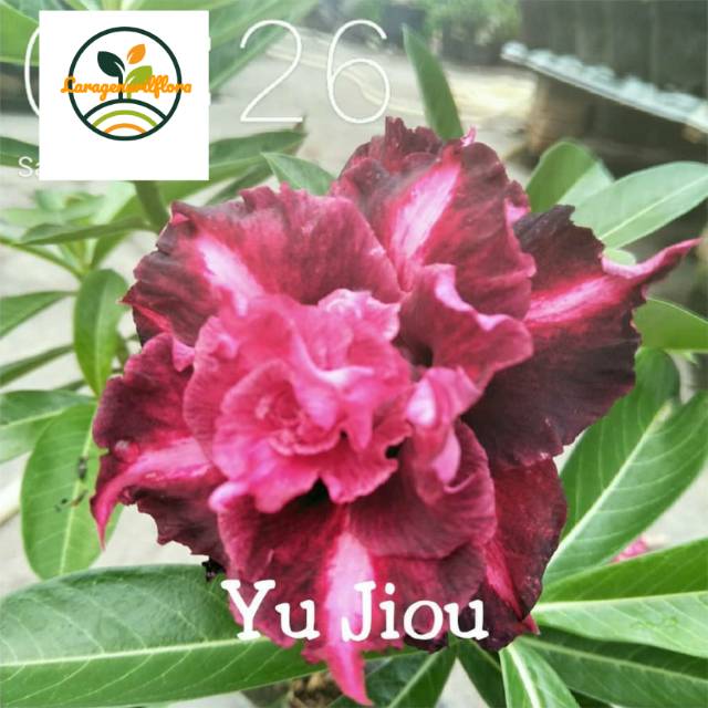 

Bibit Bunga Kamboja adenium Jepang,yu jiun