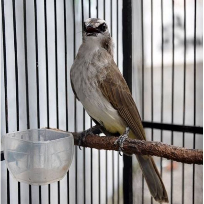 Burung trucukan jatim ropel rawatan
