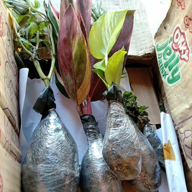 Tanaman Khas Bali Penghias Ruangan Meranti Bali/calathea Multicollor