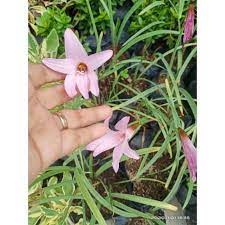 Tanaman hias day Lily pink  (Hemerocallis )- BAKUL KEMBANG