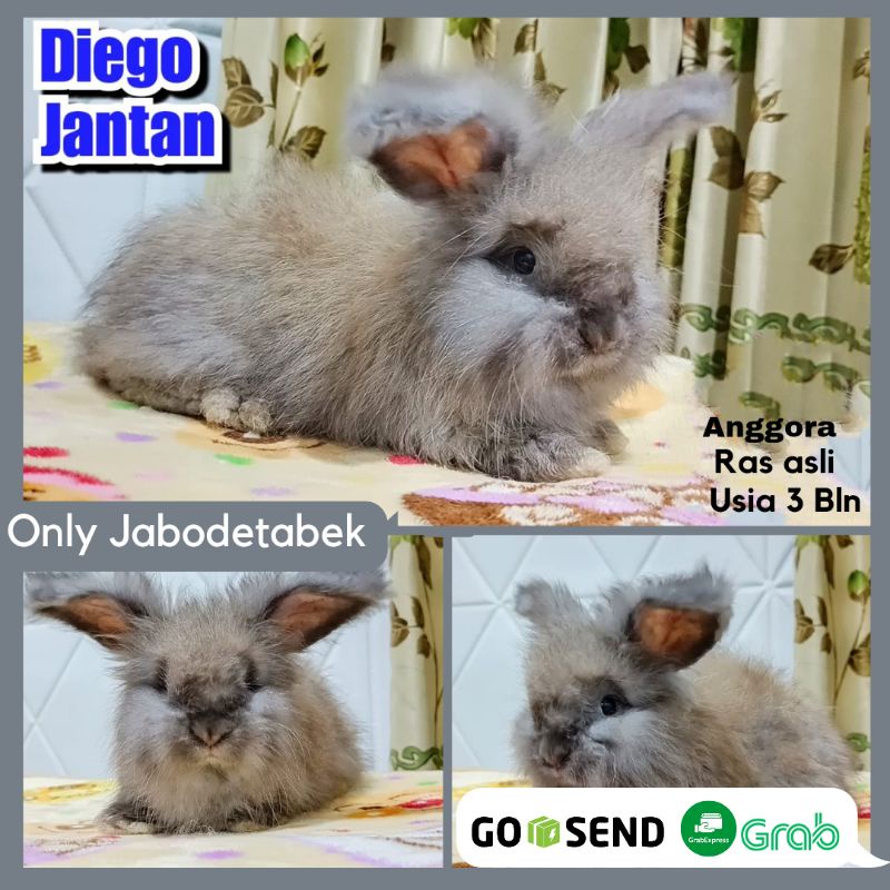 KELINCI HIAS ENGLISH ANGGORA HEWAN PELIHARAAN JINAK KELINCI ANGORA BERKUALITAS RABBIT BUNNY