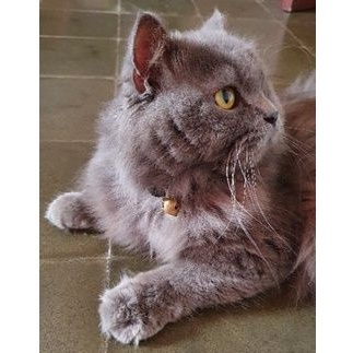 Kucing Persia Flatnose Long Hair Blue Solid Abu-abu Jantan Not BSH Munchkin Peaknose Ragdoll