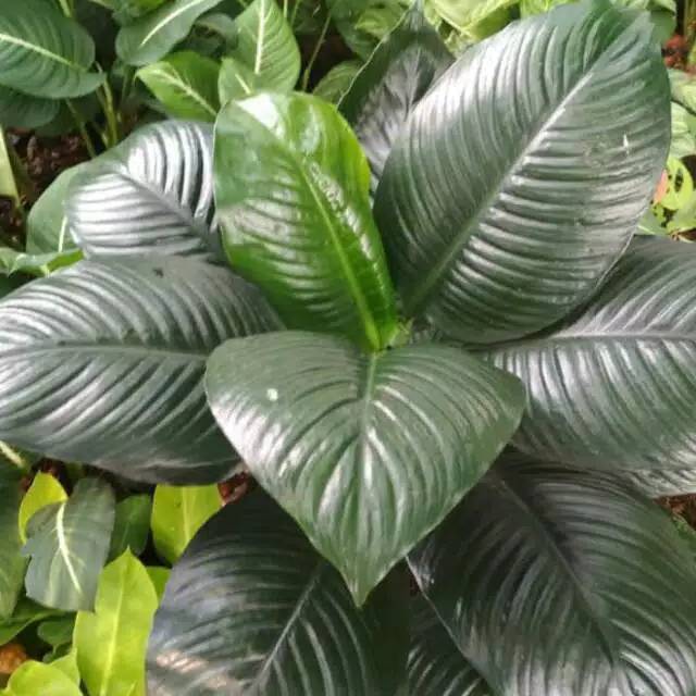 Tanaman indoor spathufilum muana peace lily giant