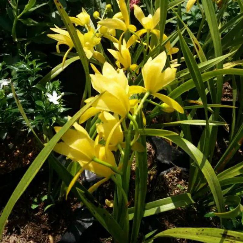 Anggrek Tanah Cymbidium Golden Boy