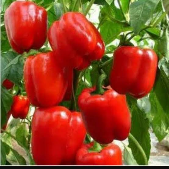 Jual Bibit paprika F1 Red Star Known You Shopee Indonesia