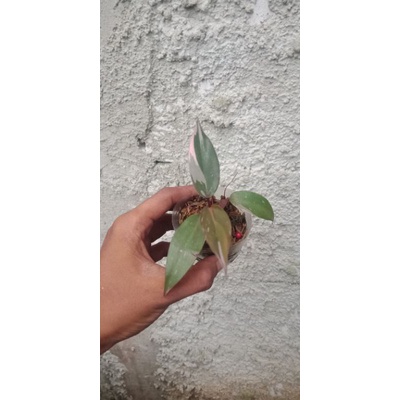 philodendron pink princes pink princess philodendron ppp