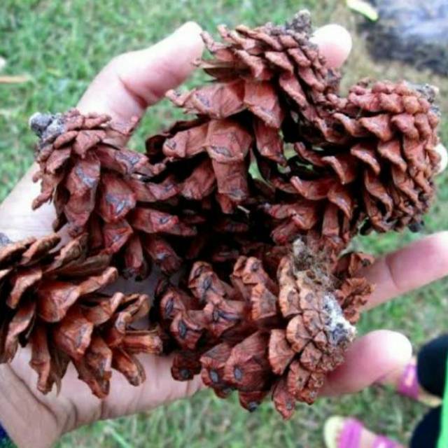  Bunga  Pinus  Kering Hiasan  Dekorasi Pinus  Shopee Indonesia