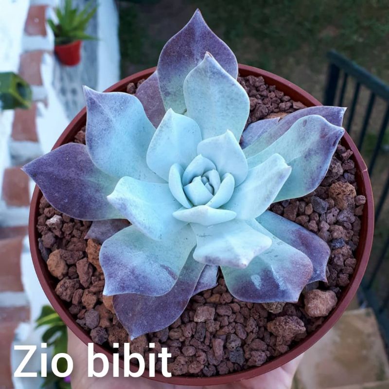 Biji Tanaman Kaktus Bibit Benih Sukulen Import Hias Mini Axela