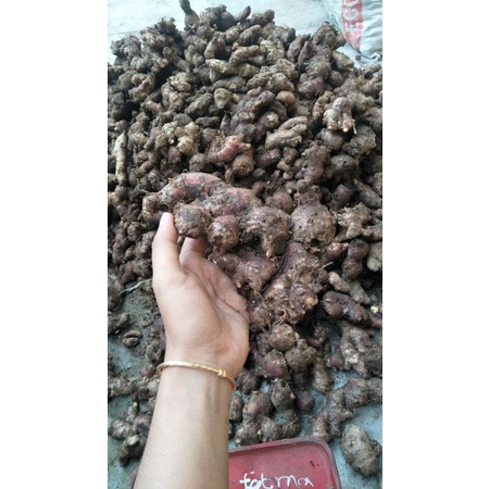 

JAHE MERAH SEGAR 1 KG