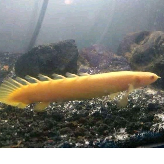 IKAN HIAS PALMAS ALBINO