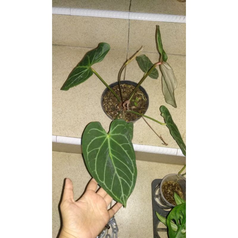 Anthurium magnificum x crytalium