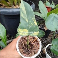 Tanaman philodendron violin varigata