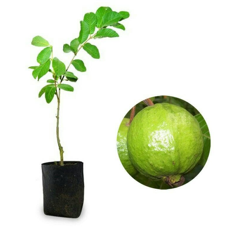 jambu biji getas merah cangkok