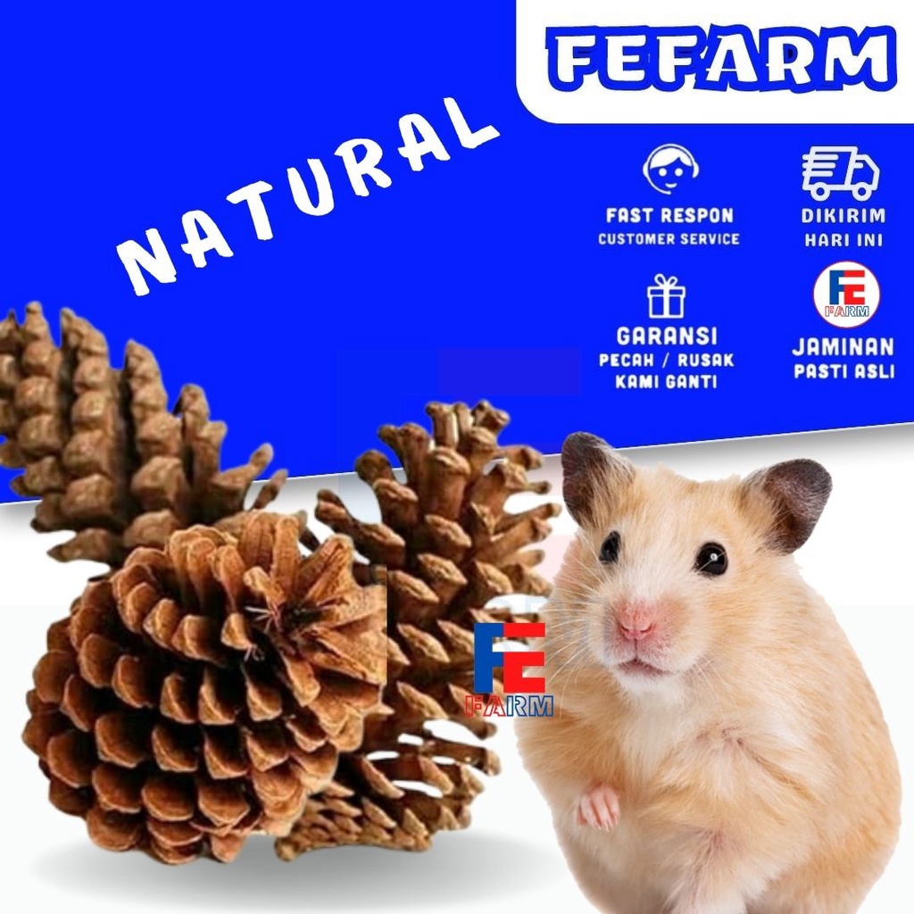 PINE CONE MAINAN GIGIT HAMSTER DAN BAHAN HIASAN MAHAR SESERAHAN RUSTIC FEFARM